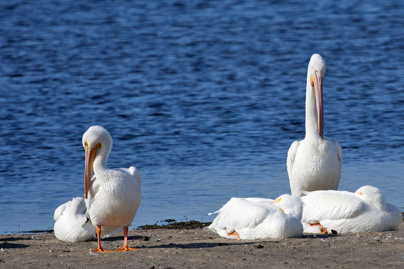 American White Pelican (Pelecanus erythrorhynchos): Nashornpelikan