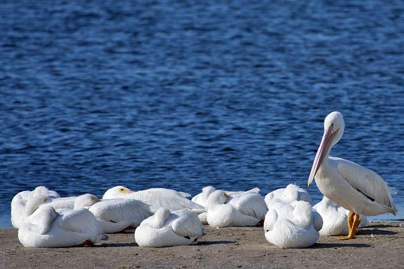 Der weiße Pelikan ist ein Zugvogel und nur im Winter kurzzeitiger Gast in Florida