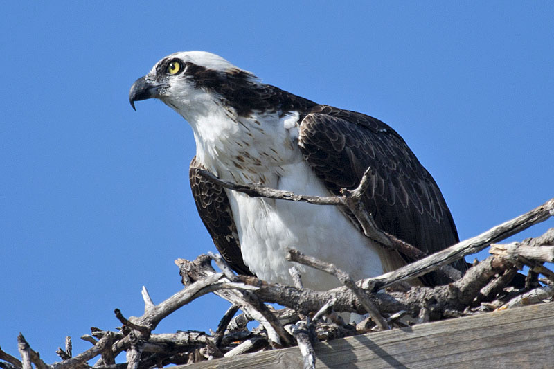 Osprey (Pandion haliaetus): Fischadler