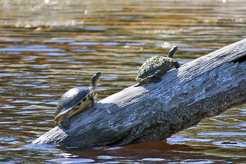 Wasserschildkröten beim Sonnen