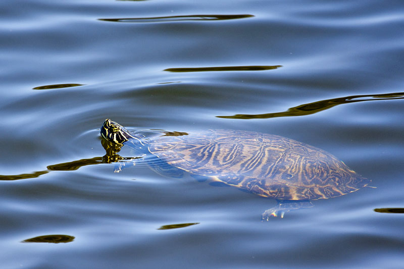 Wasserschildkröte beim Baden ;-)