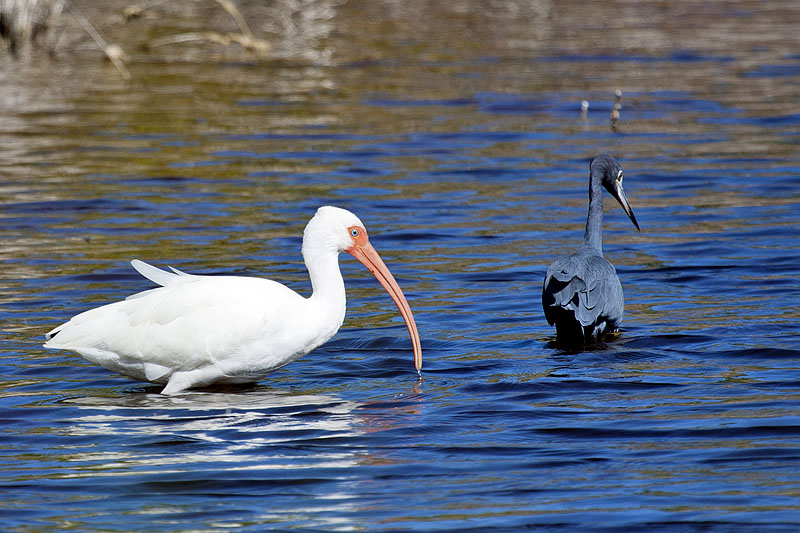 White Ibis (Eudocimus albus): Schneesichler