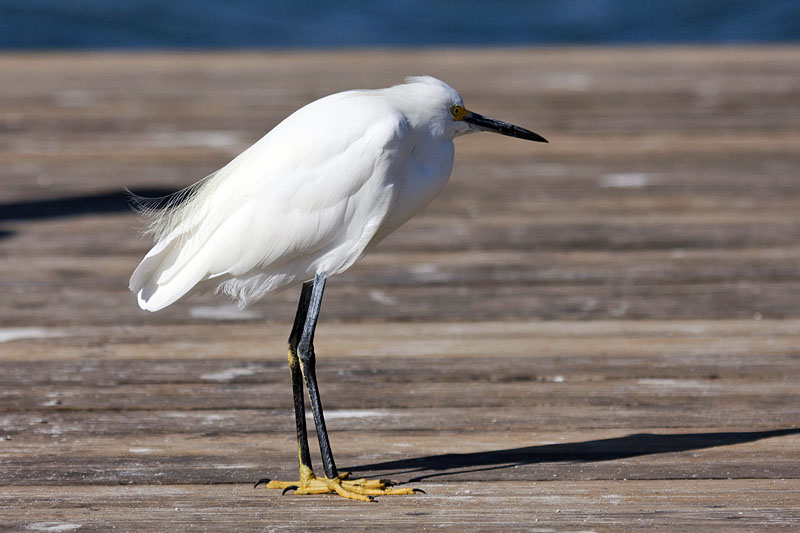 Snowy Egret (Egretta thula): Schmuckreiher