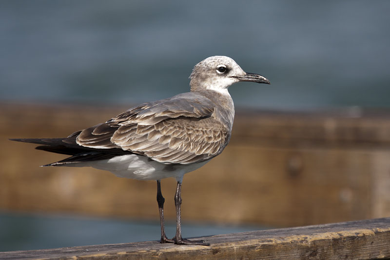 Laughing Gull (Larus atricilla): Aztekenmöwe