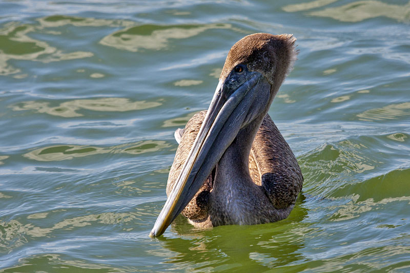 Brown Pelican (Pelecanus occidentalis): Brauner Pelikan / Meerespelikan