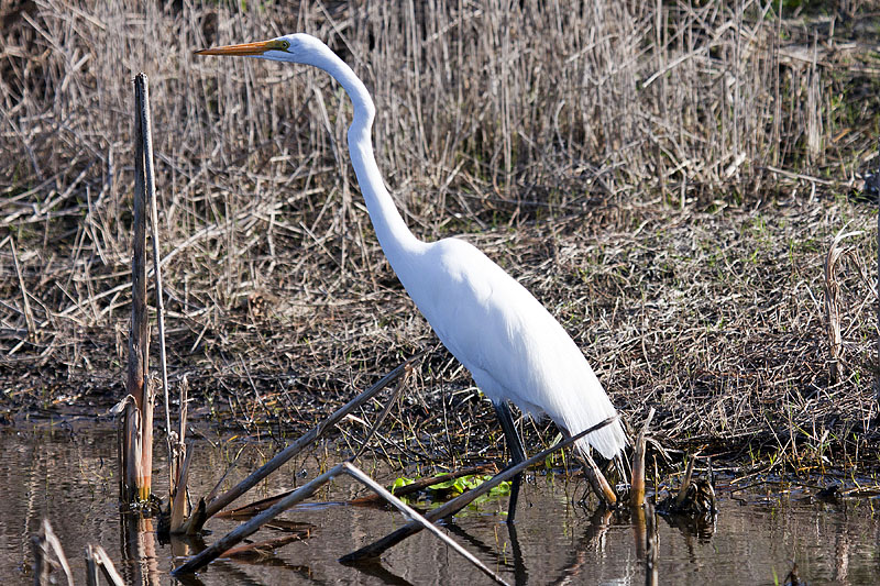 An einem Bachlauf finden wir auch einen langhalsigen Vogel