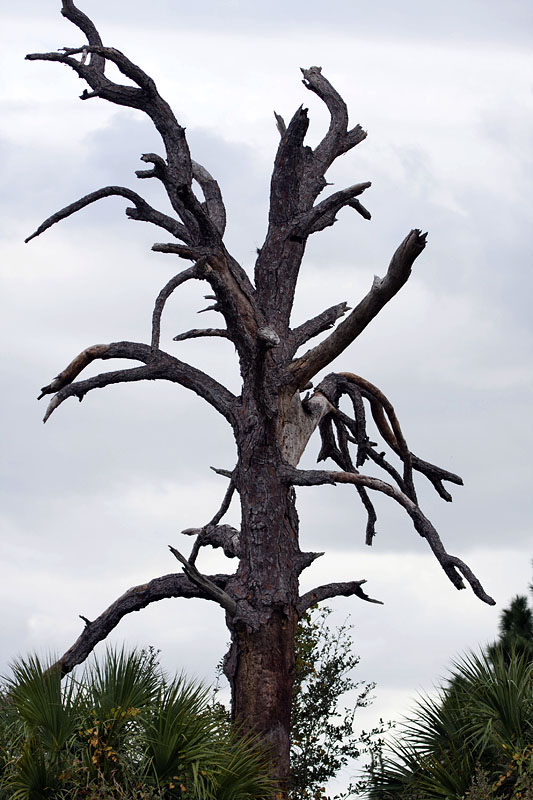 Viele abgestorbene Bäume ziehen ...