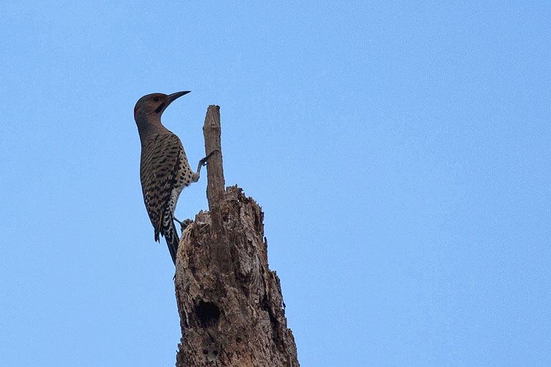 ... Spechte, wie diesen hier an