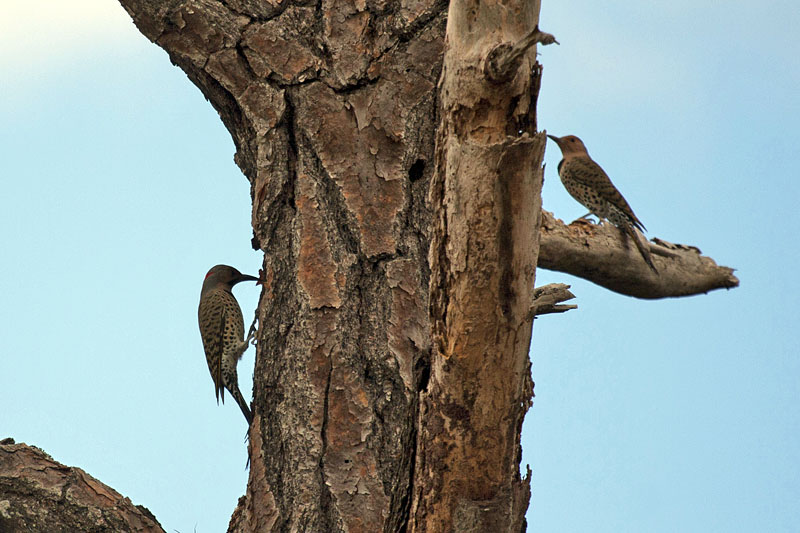 Hier sind gleich zwei Woodpecker zu sehen