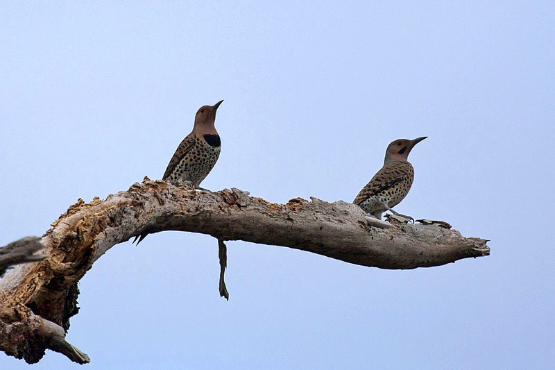 Mangrovenpflänzchen
