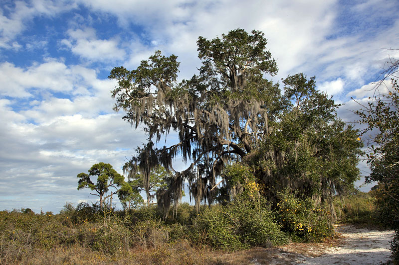 Auch hier hängt viel Spanish Moss in den Bäumen