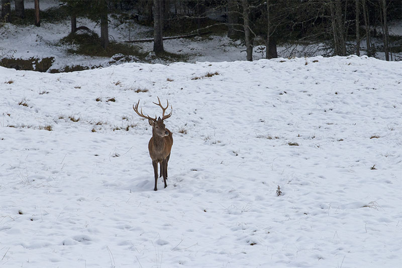 Ein Hirsch tritt auf die Lichtung ...