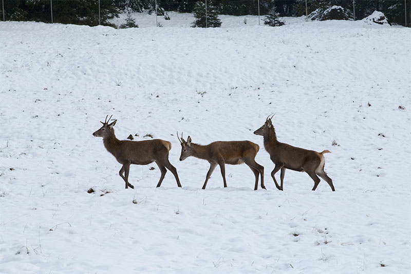... die jüngeren Kollegen folgen im Gänsemarsch