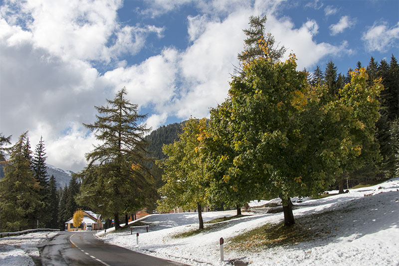 ... und der Schnee taut von den Bäumen