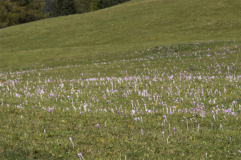 Die Wiesen sind voll mit Herbstzeitlosen