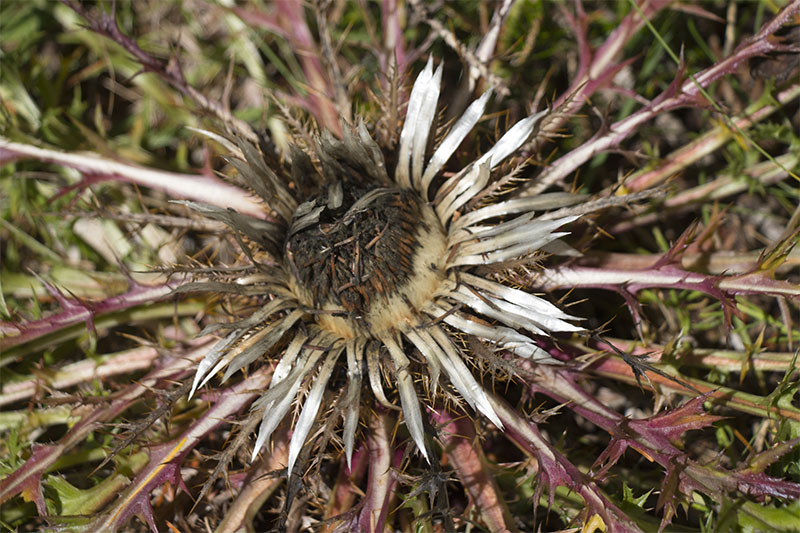 Silberdistel