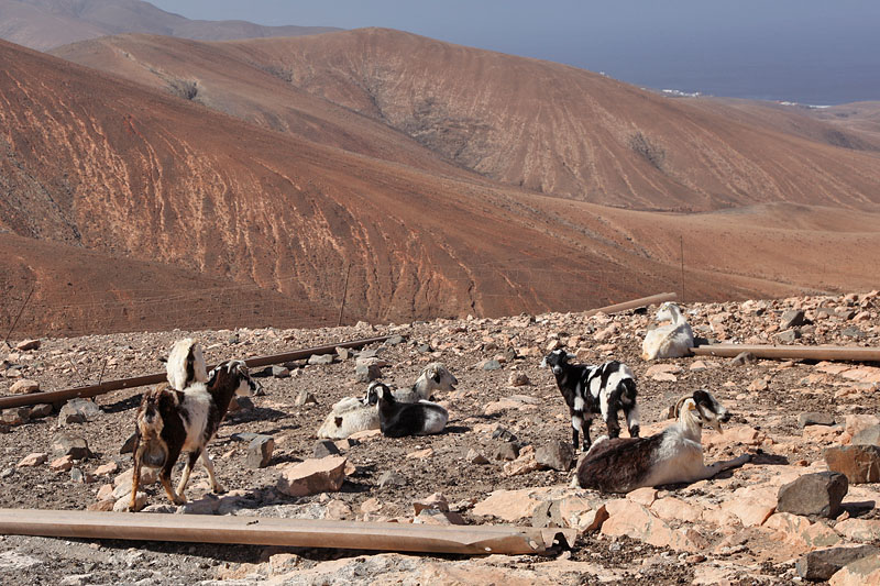 Ziegen auf dem Berg ...