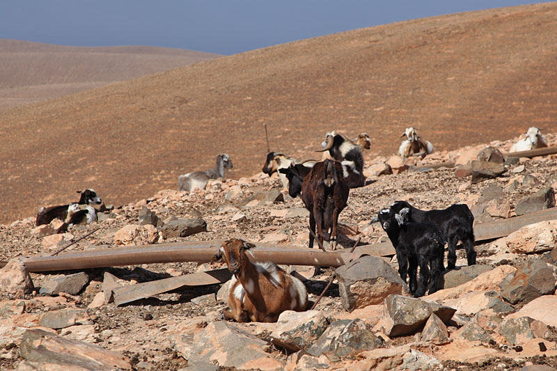 ... was fressen die hier bloß?
