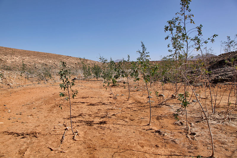 Im trockenen Teil wächst etwas Grünes ...