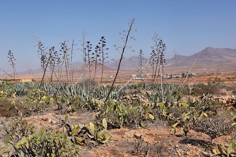 Aloe Vera zwischen Feigenkakteen
