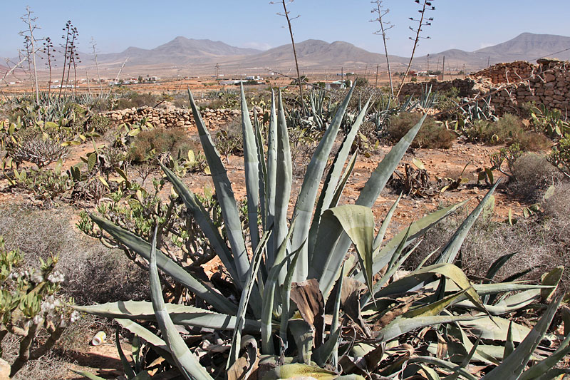 Und noch eine Aloe Vera