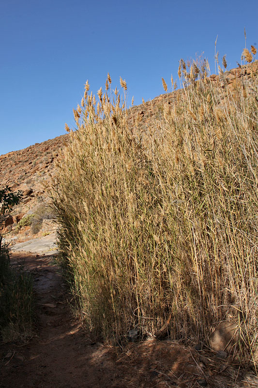 Große Gräser ...