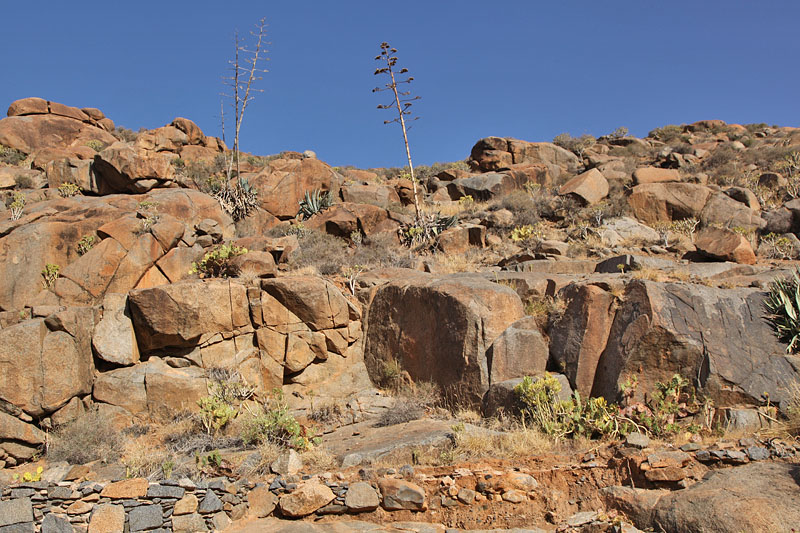 Aloe Vera und Feigenkakteen gibt es natürlich auch