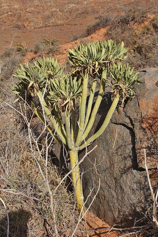 Wolfsmilchgewächs ...