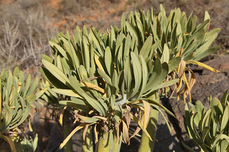 ... den Namen muss ich noch recherchieren
