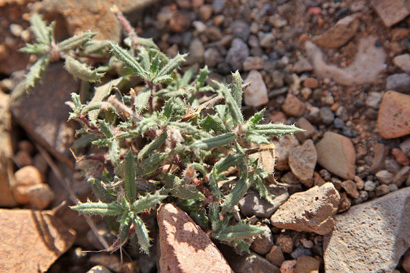 Kleines stacheliges "Kraut"
