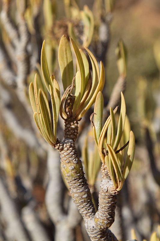 ... tut den Augen gut auf dem kahlen Fuerteventura