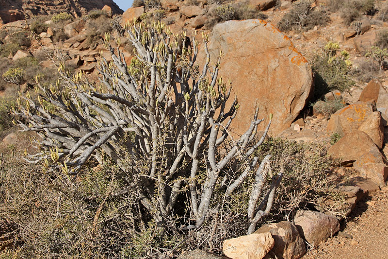 Noch mehr schönes Grünzeug ...