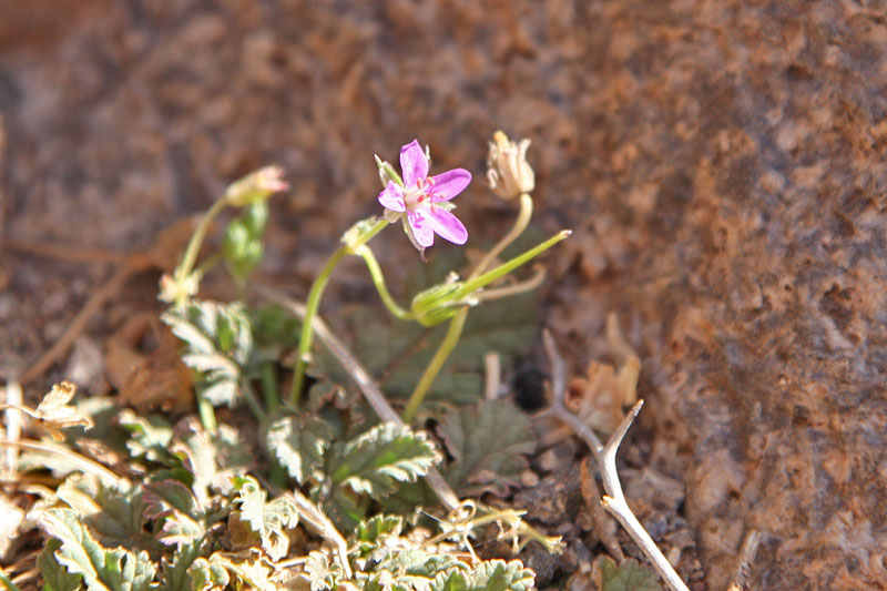 Esel mit fünf Beinen? ;-)