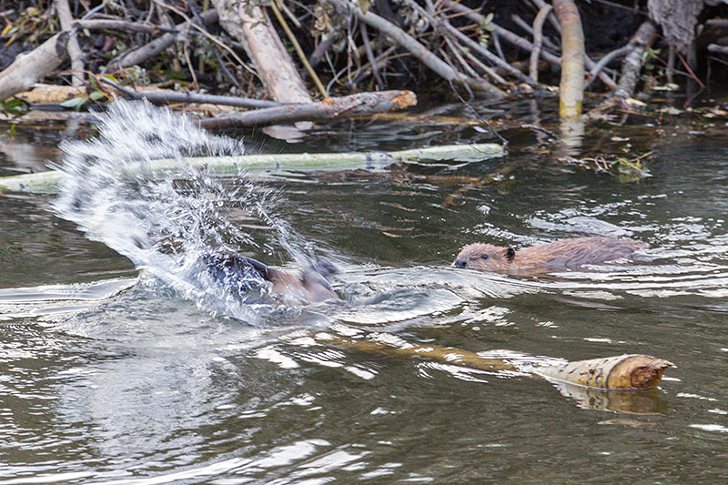 Zwei Biber am Planschen