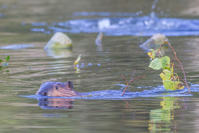 ... der Wintervorrat muss aufgestockt werden