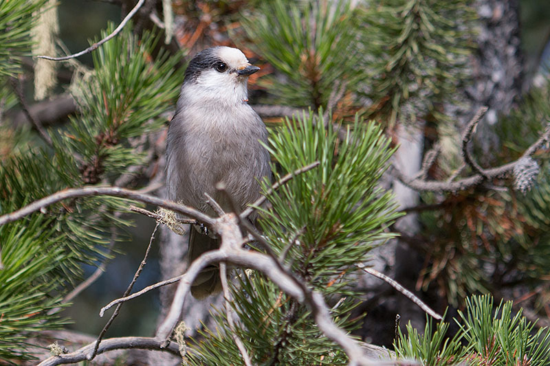 Die Grey Jays (Meisenhäher) ...