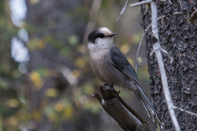 ... beobachten uns auf Schritt und Tritt