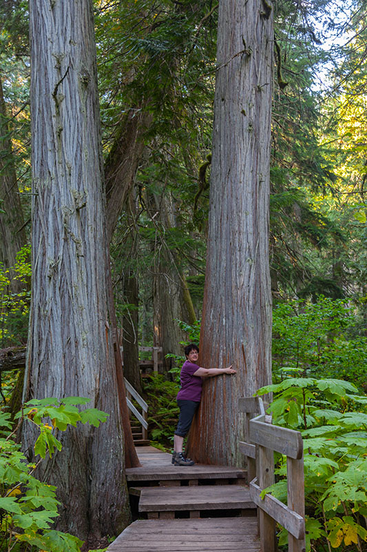 Die Bäume sind hier sooo dick