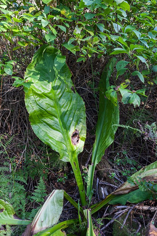 Der Skunk Cabbage, eine übel riechende Kohlart ...