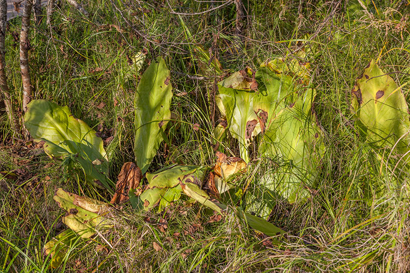 Neben dem Riesenkohl ...