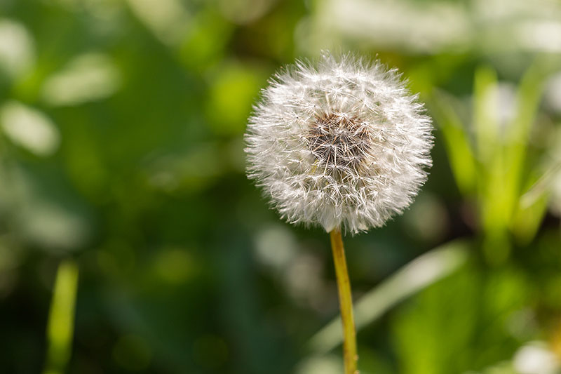 ... gibt es auch zarte Pflanzen ...