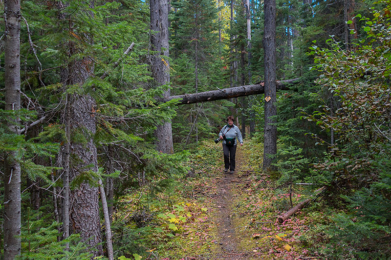Schmaler Pfad zwischen Bäumen ...