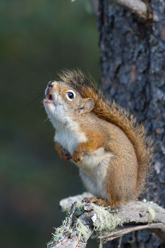 Wenn ich groß bin, will ich ein Hirsch sein ;-)