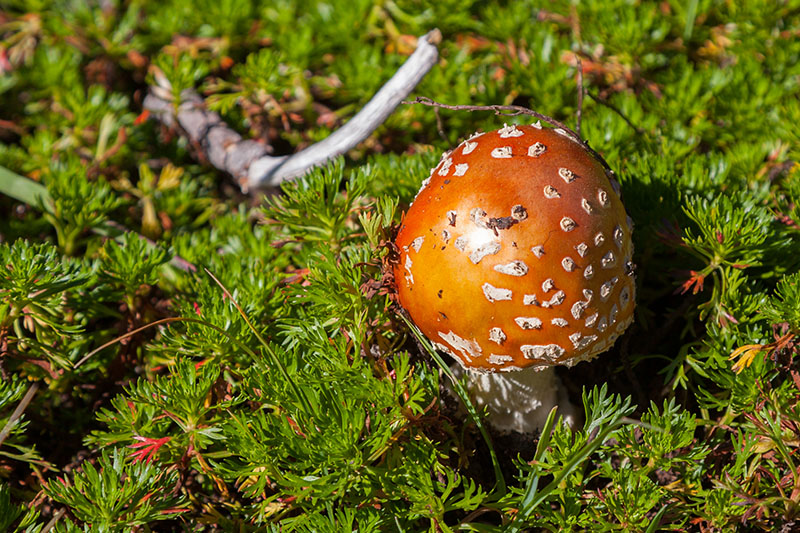 Neben den Pilzen ...