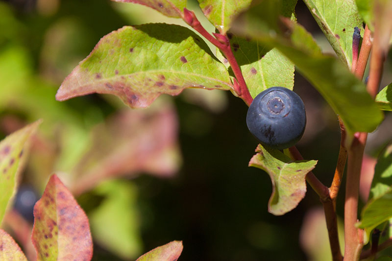 ... gibt es auch leckere Beeren