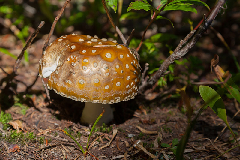 Und noch ein Fliegenpilz ...