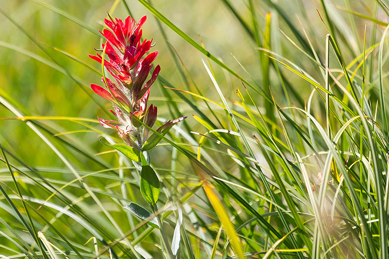 Schöne Blumen stehen am Wegesrand ...