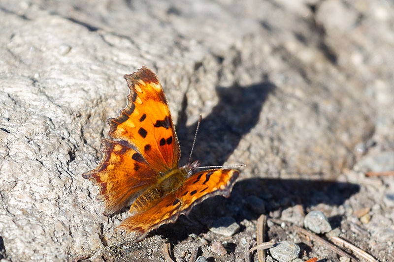 ... und Monarchfalter flattern umher
