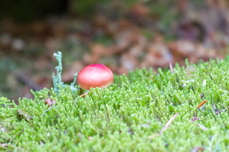 Auch Pilze, in allen Größen ...