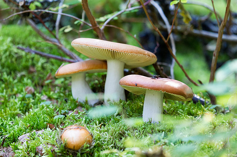 ... und Formen, lauern am Wegesrand ;-)